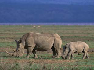 Rhinoceros and Baby There are 5 distinct speciesof rhinoceros whose name - photo 11