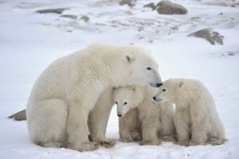 Polar Bear and Cubs The polar bear is the largestland meat-eating animal on - photo 3