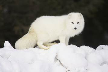 Arctic Fox Arctic foxes are small animals native to theArctic regions They - photo 4