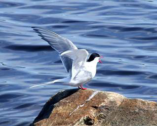 Arctic Tern Arctic Terns are seabirds with long beaks and thick feathers for - photo 5