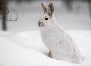 Arctic Hare Arctic hares sometimes called polar rabbits areslightly larger - photo 6