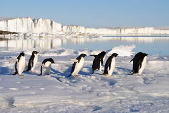 Emperor Penguins Emperor Penguins are verypeculiar looking birds that do not - photo 7