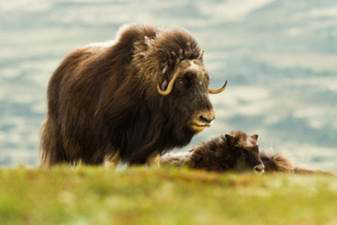 Muskox Muskoxen are large musky smelling animalsthat travel in herds In - photo 8