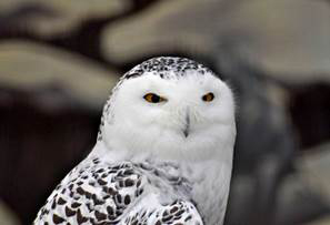 Snowy Owl Snowy Owls also known asGreat White Owls are one of the largest - photo 9