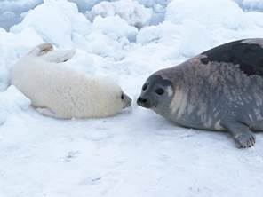 Harp Seals Harp seals are big animals that spend most of their timein the - photo 10