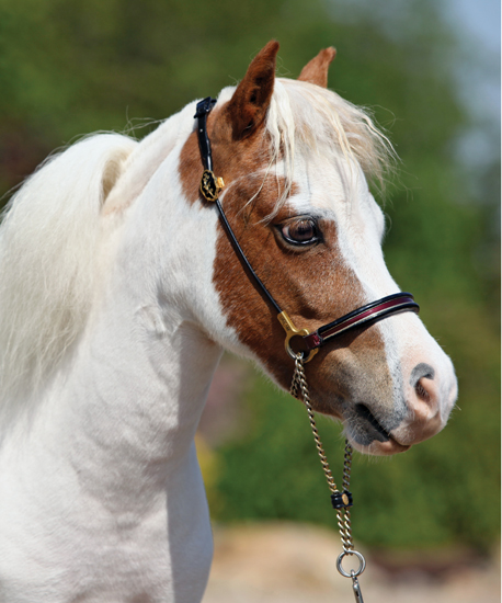 Image Credit Shutterstockcom A miniature horse is a great choice for a pet - photo 2