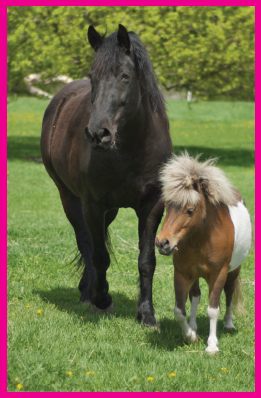 Image Credit Pete Markham Miniature horses are like regular horsesjust - photo 5