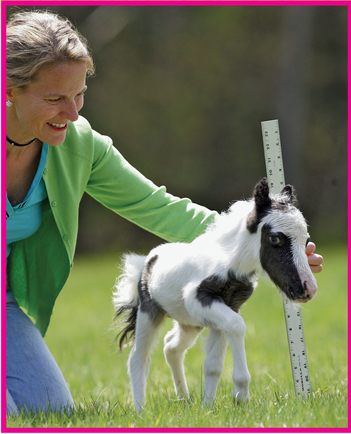 Image Credit Jim Cole A miniature horse stands no more than 34 inches 86 cm - photo 7