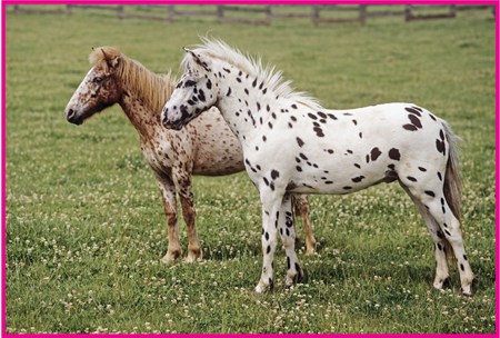 Image Credit Juniors Bildarchiv These two miniature horses are Falabellas It - photo 8