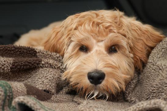 Cute and fluffy the Labradoodle is known just as much for its beautiful wavy - photo 2