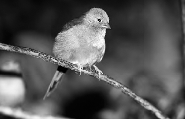 Male blue-capped cordon bleus an African finch tap dance to attract their - photo 11