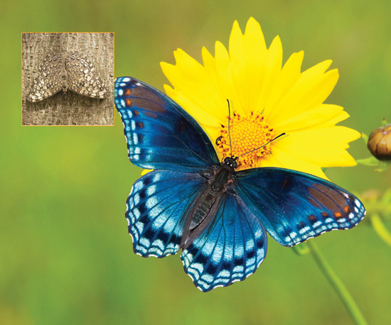 Image Credit Shutterstockcom The butterfly in the top photo blends into the - photo 16