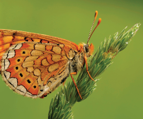 Image Credit Ziga CamernikPhotoscom The butterfly in the top photo blends - photo 18