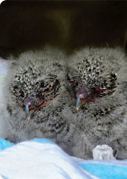 When Homer Kuhn found these little baby owls their eyes were still closed - photo 6