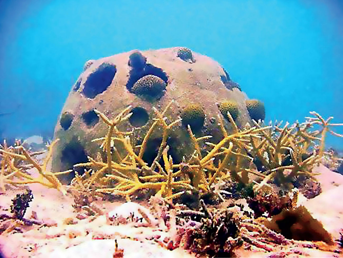 What do you think of becoming a reef ball after you die BURIAL AT SEA A - photo 3