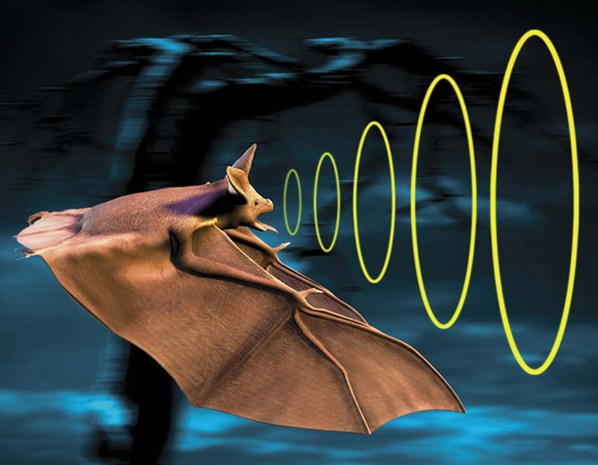 Bats navigate and locate prey by echolocation emitting high-pitched sounds - photo 4