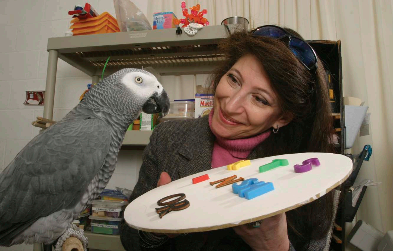 Alex an African gray parrot is shown in 2004 with professor Irene Pepperberg - photo 3