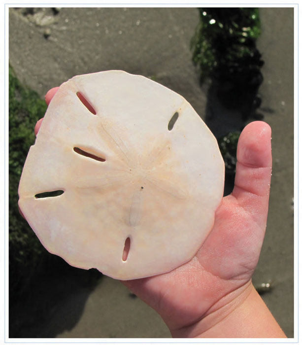 This sand dollar is smooth and shiny Lets see how many more we can collect - photo 11