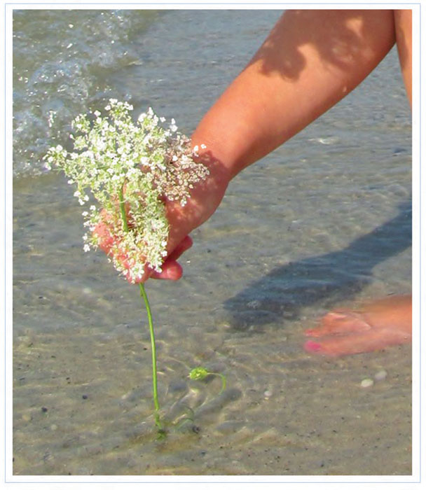 Mermaids love to eat Some of their favorite treats grow along the seashore - photo 14