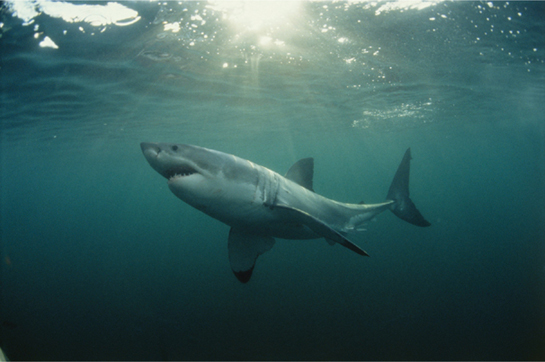 A 14-foot great white shark swims purposefully hunting prey at the surface of - photo 4