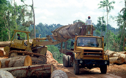 Trees being cut down in a rain forest in Sumatra Felled forests take decades - photo 4