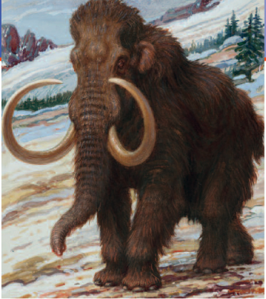 Mammoths disappeared about 10000 years ago The main cause was probably human - photo 5