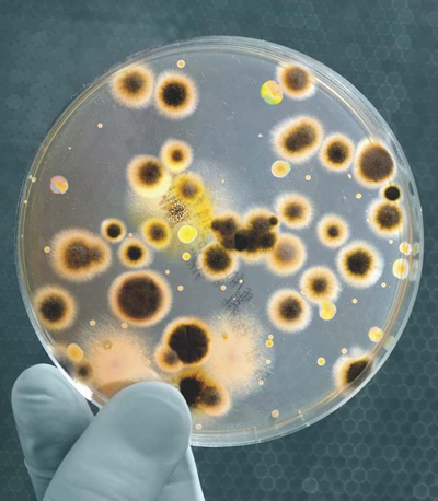 This photograph shows bacteria being grown in a laboratory Bacteria are - photo 5