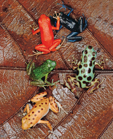 Image Credit Mark MoffettMinden Pictures Poison dart frogs come in a rainbow - photo 2