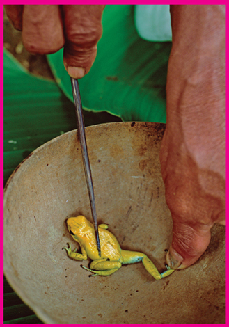 Image Credit Mark MoffettMinden Pictures This man rubs a dart along the skin - photo 3