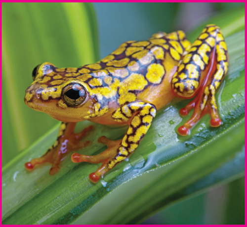 Image Credit Shutterstockcom In the wild poison dart frogs can be found in - photo 6