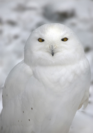 Image Credit Shutterstock A snowy owl stands on the frozen ice of the Hudson - photo 2