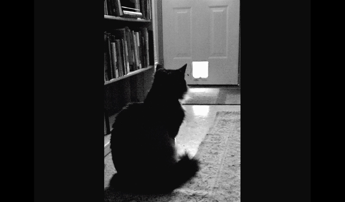 Henri le Chat Noir The Existential Musings of an Angst-Filled Cat - photo 7