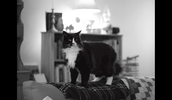 Henri le Chat Noir The Existential Musings of an Angst-Filled Cat - photo 9