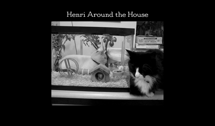 Henri le Chat Noir The Existential Musings of an Angst-Filled Cat - photo 21