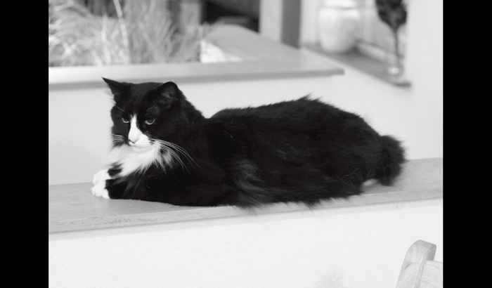 Henri le Chat Noir The Existential Musings of an Angst-Filled Cat - photo 24