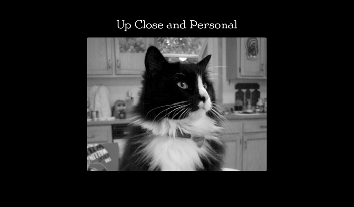 Henri le Chat Noir The Existential Musings of an Angst-Filled Cat - photo 33