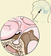 Image Credit Life Art Williams Wilkins PITUITARY GLAND Growth hormone goes - photo 5