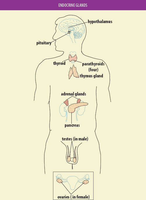 Image Credit Life Art Williams Wilkins Hormones secreted by the endocrine - photo 2