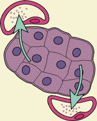 Image Credit Life Art Williams Wilkins An endocrine gland secretes - photo 3