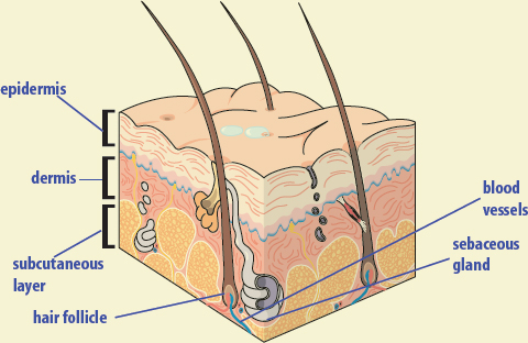 Image Credit Life Art Williams and Wilkins SKIN The innermost layer of skin - photo 5