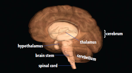 Image Credit Life Art Williams Wilkins THE BRAIN Beneath the cerebrum lie - photo 3