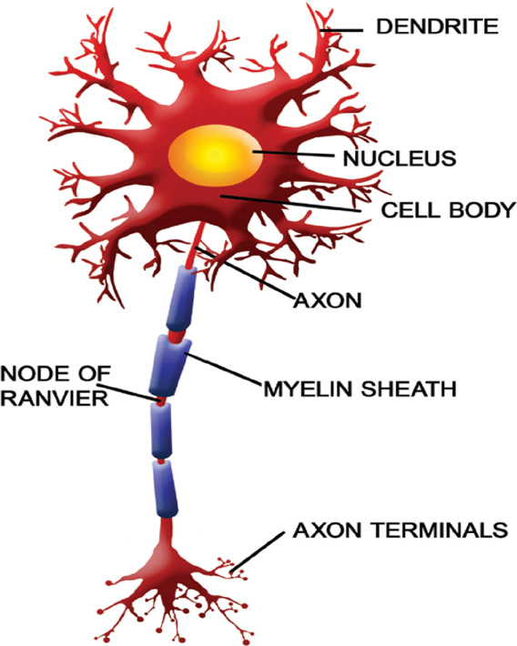 Communication Between Brain Cells Because neurons dont actually touch each - photo 5