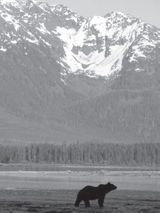 A brown bear superimposed against the mountains of Admiralty Island He - photo 12