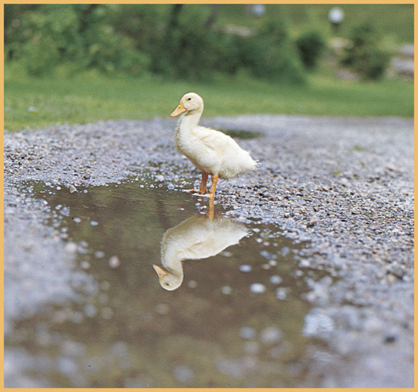 One day as Henry was standing beside a puddle his reflection showed stiff - photo 27