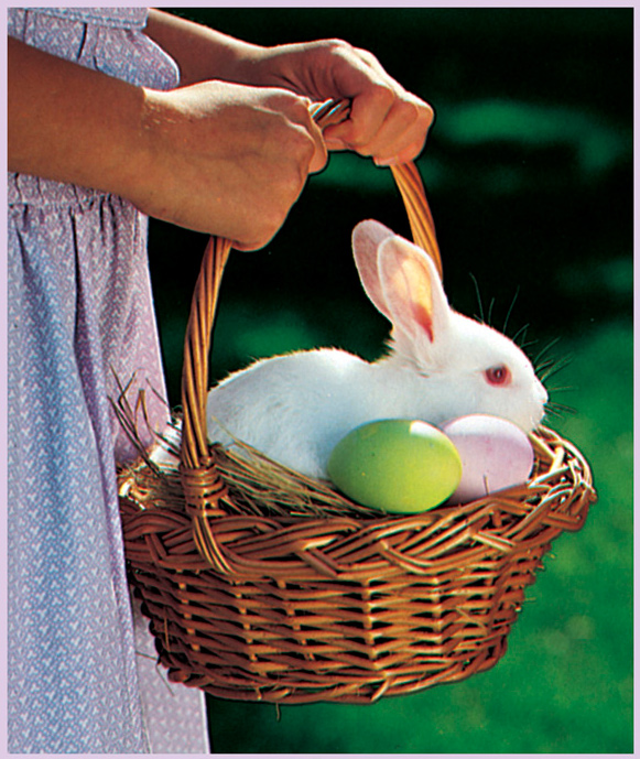 O ne Easter Sarah found a little rabbit in her Easter basket She was nestled - photo 6