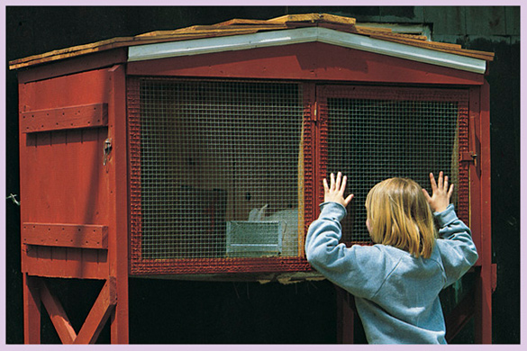 Sarah took good care of Buttercup Every day she visited the new red hutch - photo 10