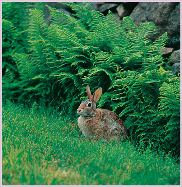 The other rabbit was a wild rabbit He was quite different from Buttercup He - photo 20