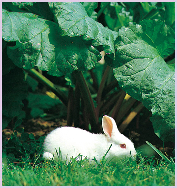 Buttercup was hungry so she nibbled some grass beside a rhubarb patch - photo 22