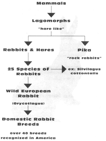 Neither the jackrabbit nor the snowshoe rabbit is really a rabbit Both of - photo 10