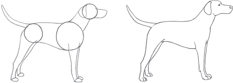 Circles are used to draw this dogs head chest and hips Ovals are good - photo 4